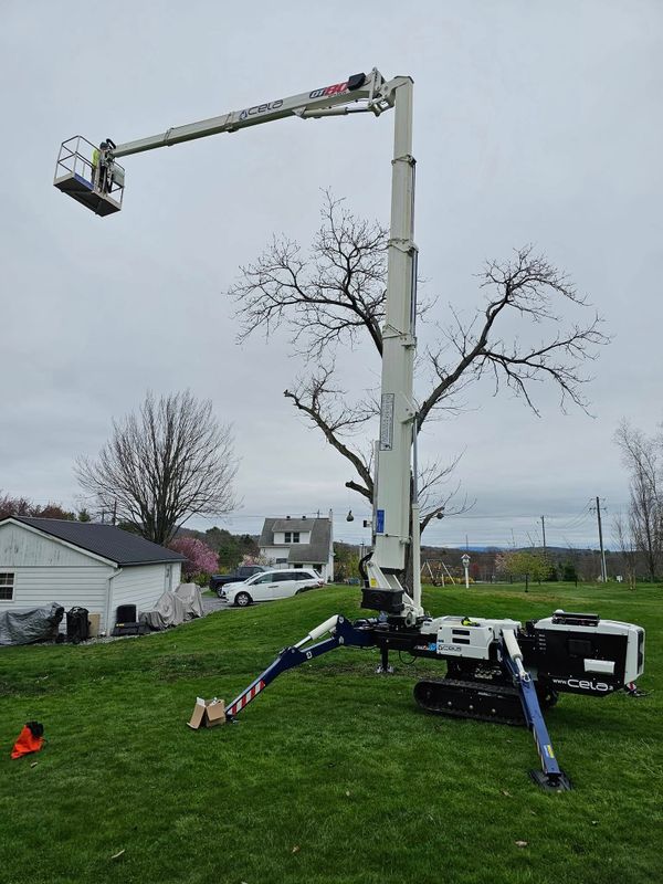 Tree Services