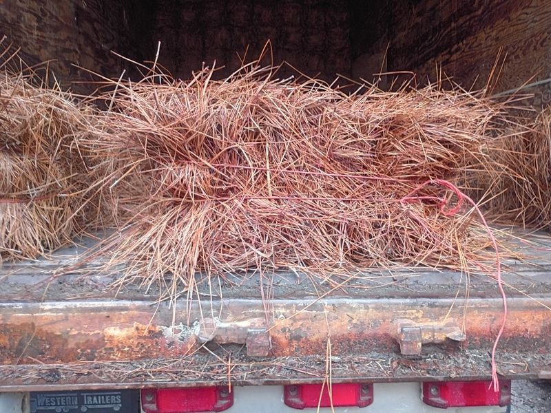 Pinestraw Installation