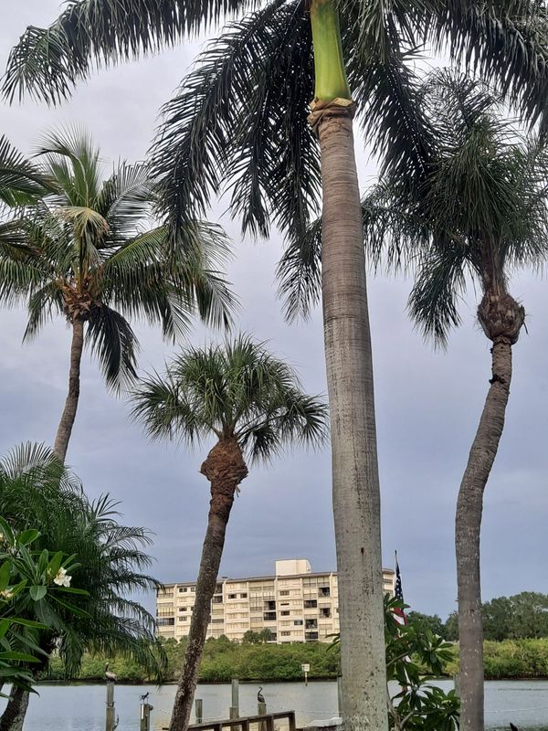 Tree Trimming