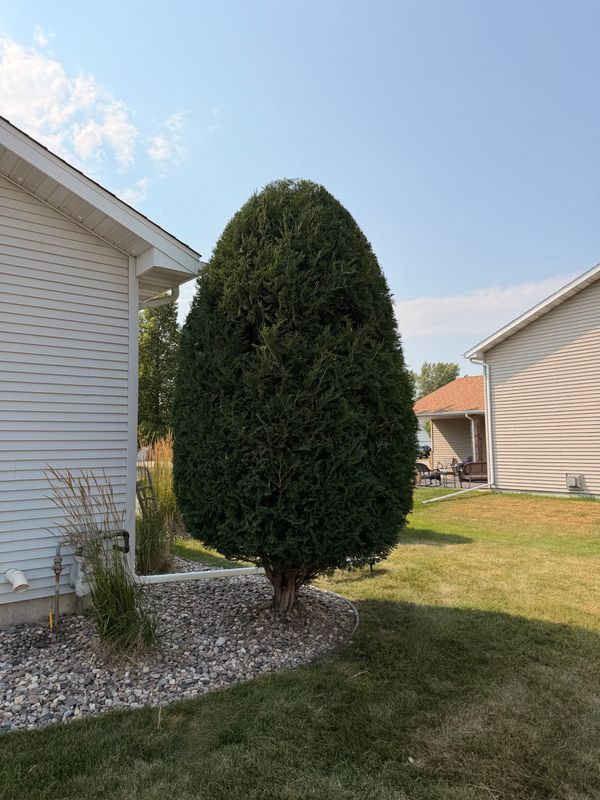 Tree & Shrub Trimming | Meticulous Mowing LLC | Grand Forks, ND