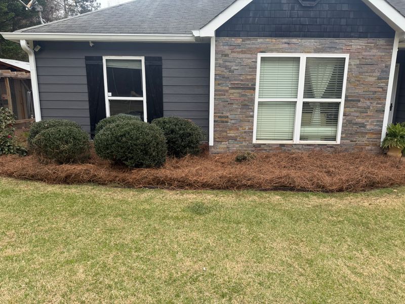 Pine Straw