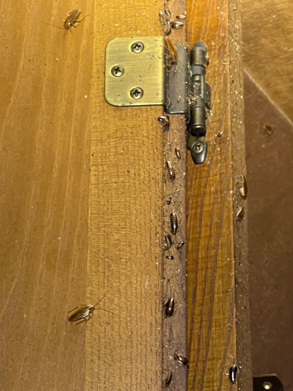 Pest Control