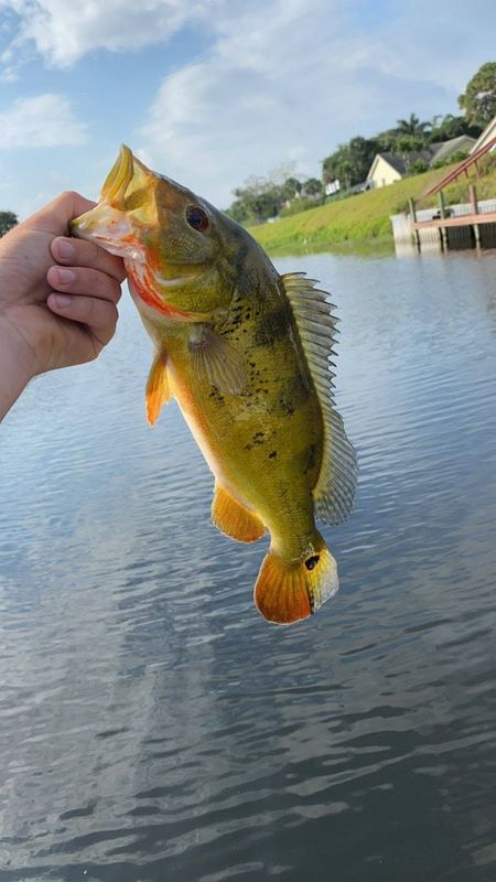 Lake Okeechobee Bass Fishing