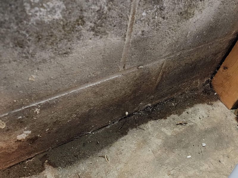 Termite Inspections