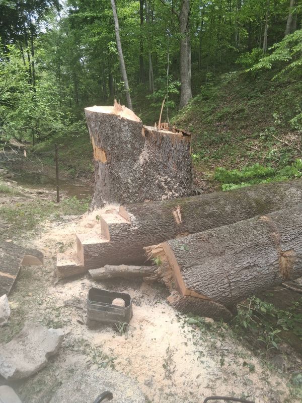 Tree Removal