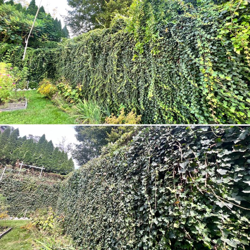 Shrub Trimming