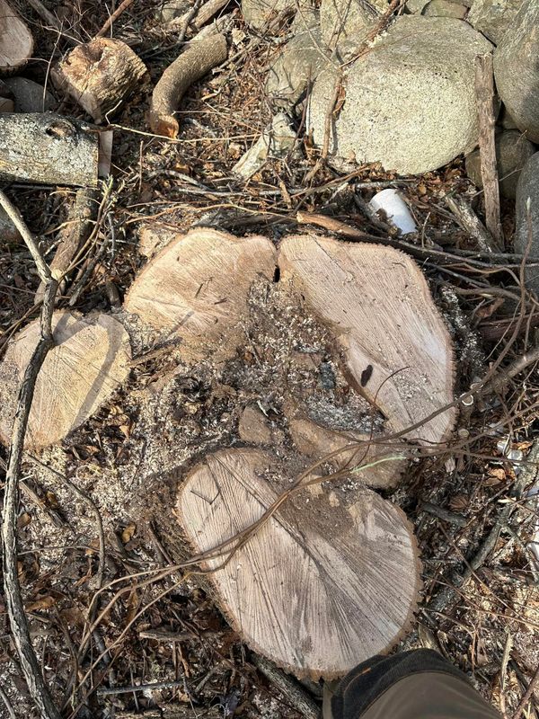 Stump Removal