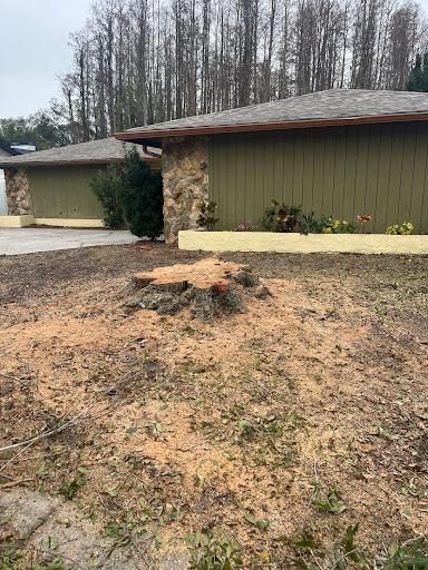 Tree Removal