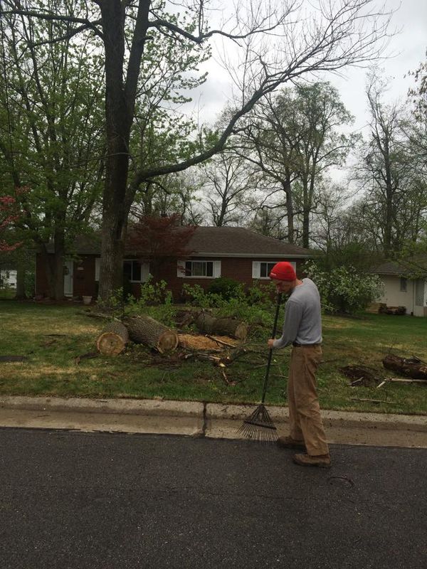 Tree Removal