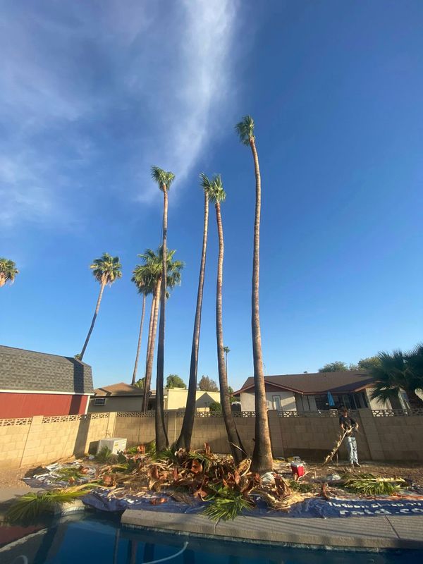 Palm Tree Trimming
