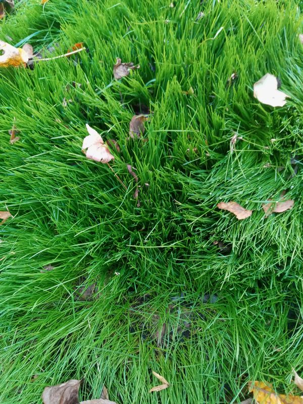 Grass Up