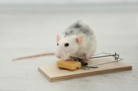 Rodent Control