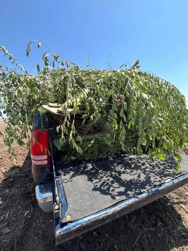 Tree & Shrub Care