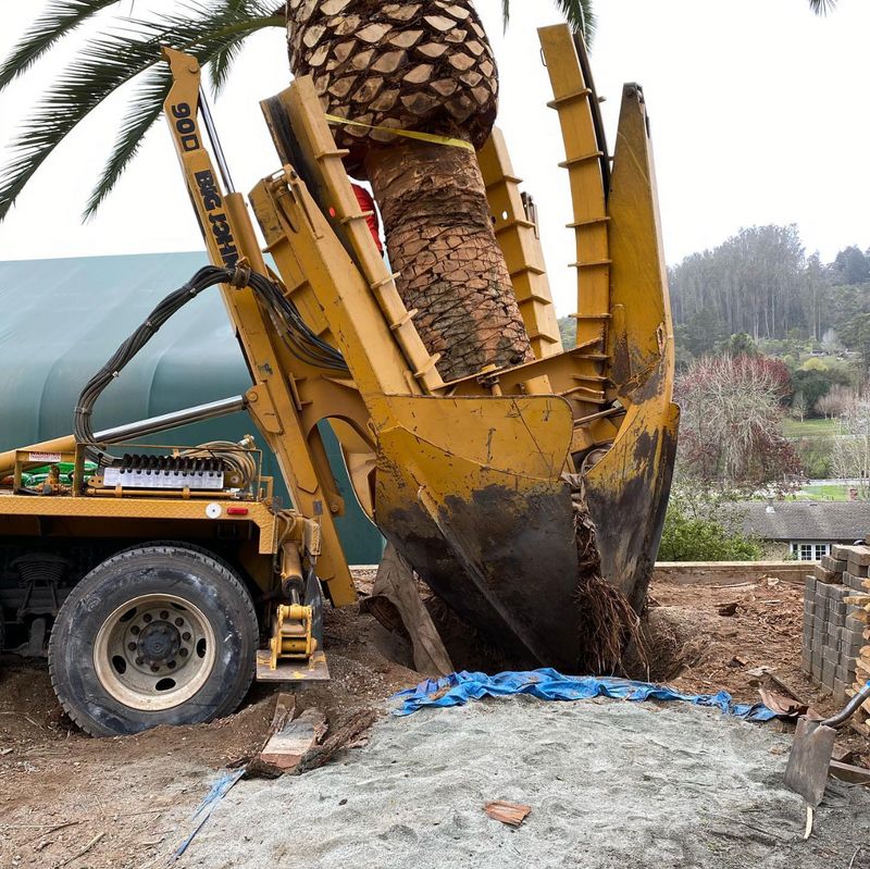 Tree Services