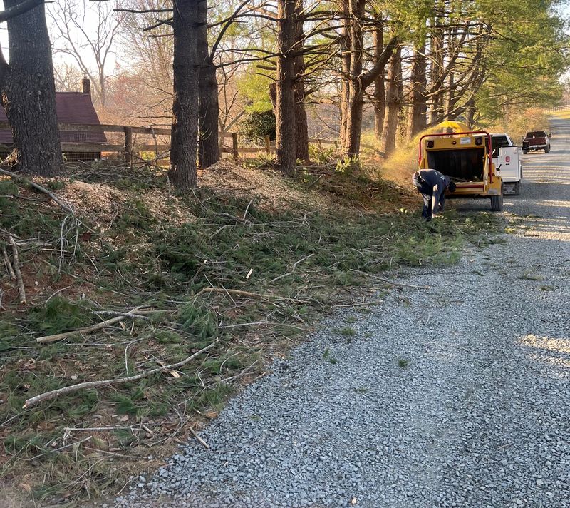 Tree Services