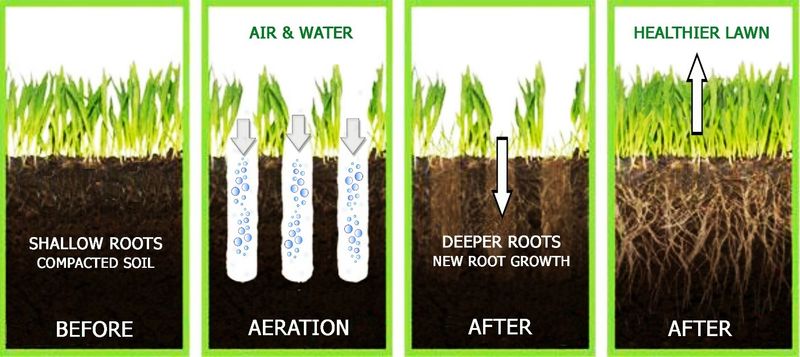 Aerating and overseeding