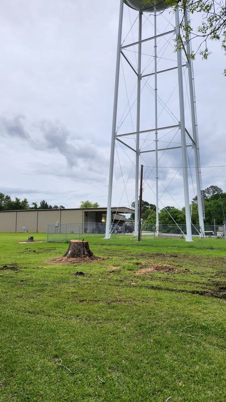 Tree Removal