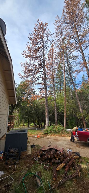 Hazardous Tree Services