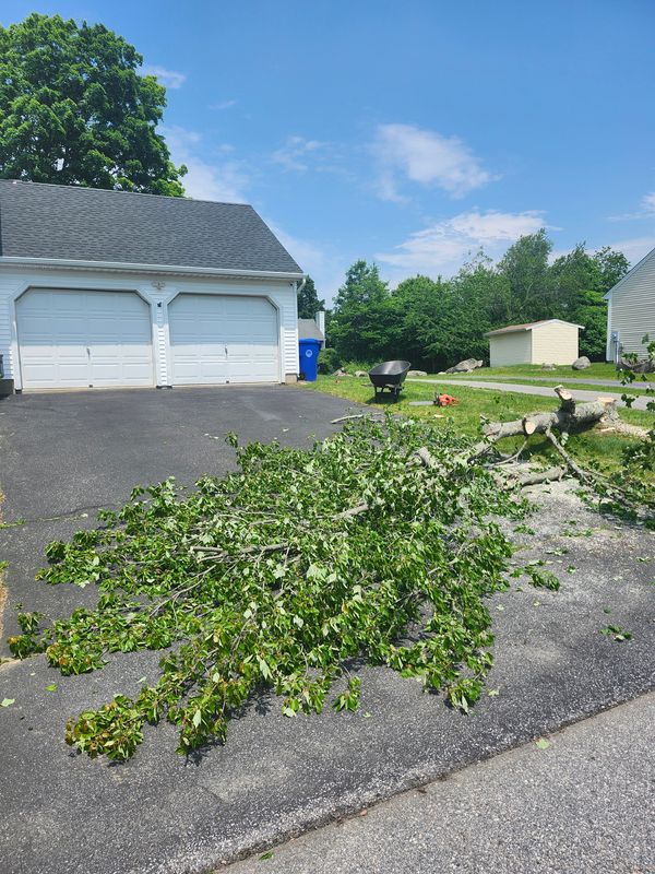 Hedge/Tree/Brush Cutting