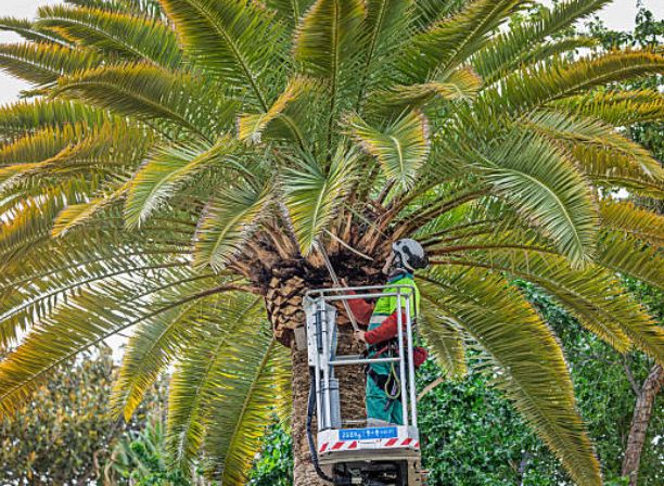 Tree Trimming & Removal