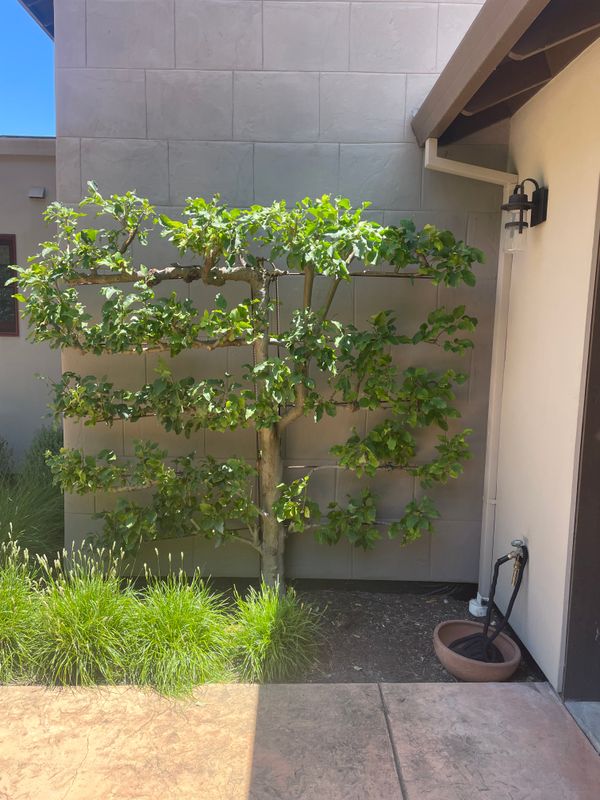 Olive Tree Care