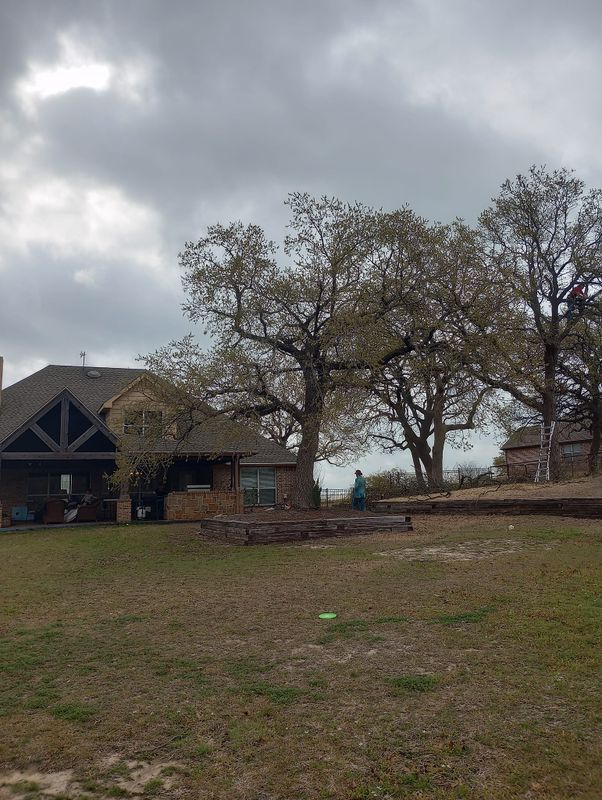 Tree Removal gallery