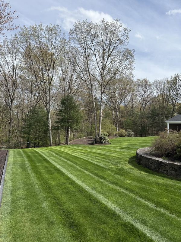 Tree & Shrub Care
