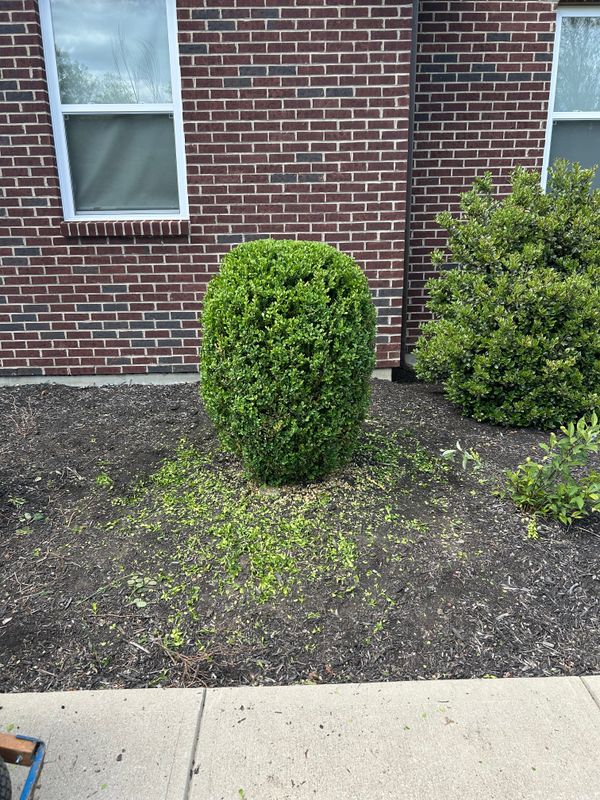 Shrub & Tree Trimming