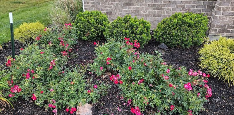 Shrub Trimming