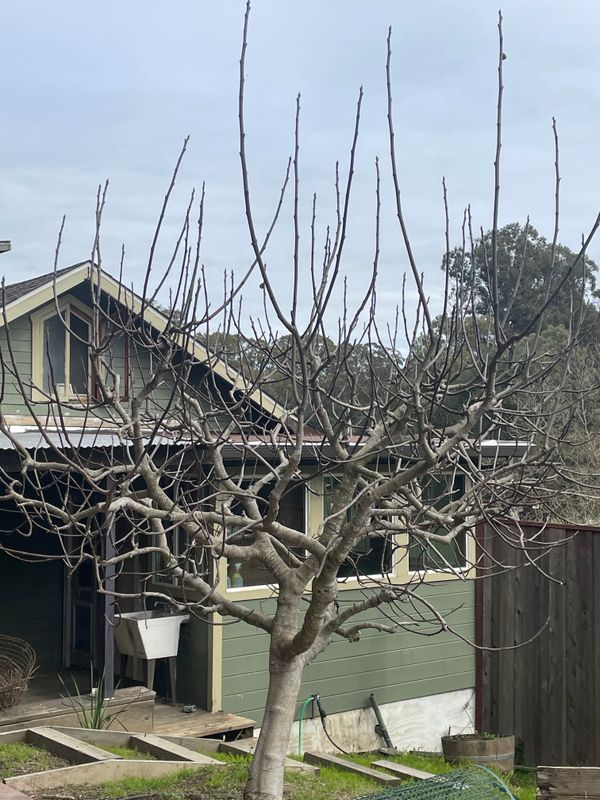 Tree Health and Maintenance