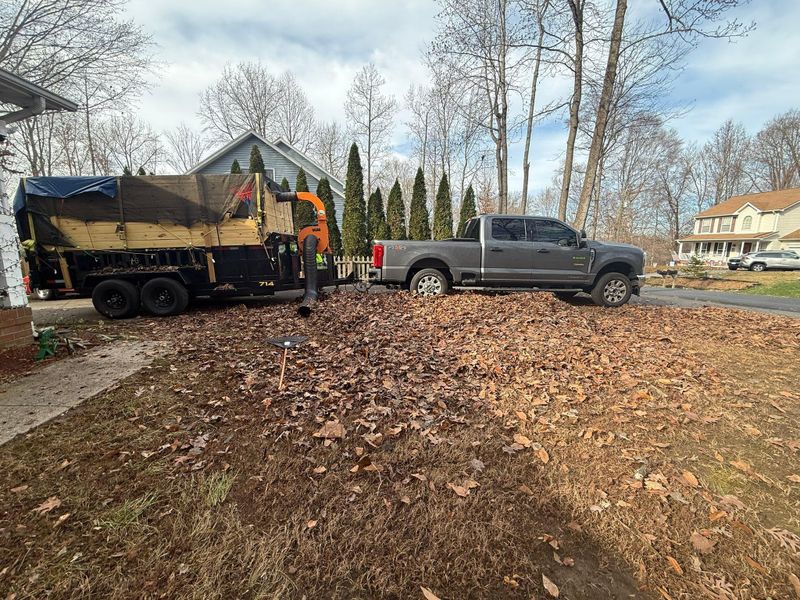 Leaf Removal