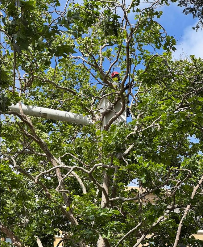 Tree Services