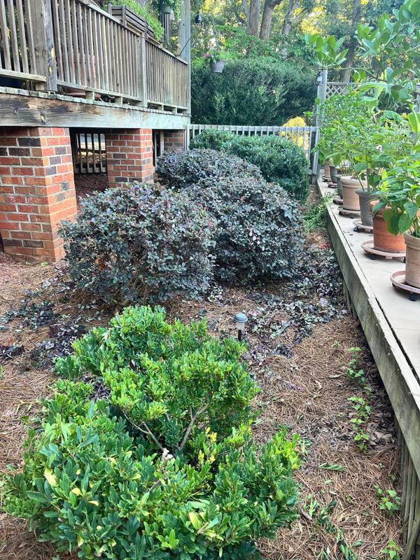 Shrub Trimming