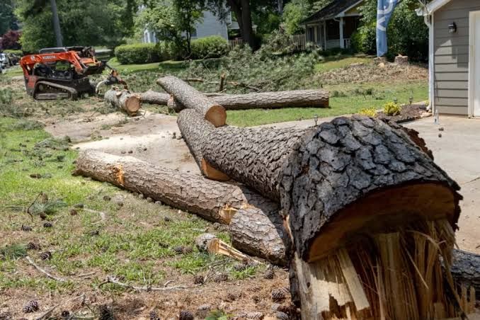 Tree Removal