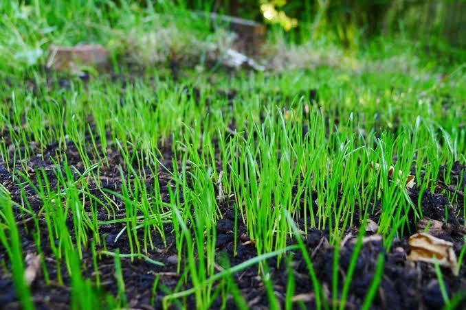 Grass seeding