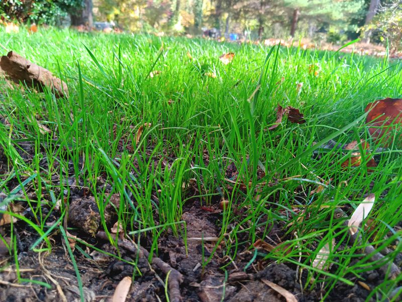 Grass Up