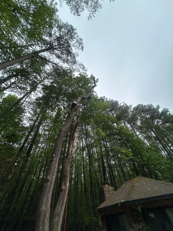 Tree Removal & Limbing 