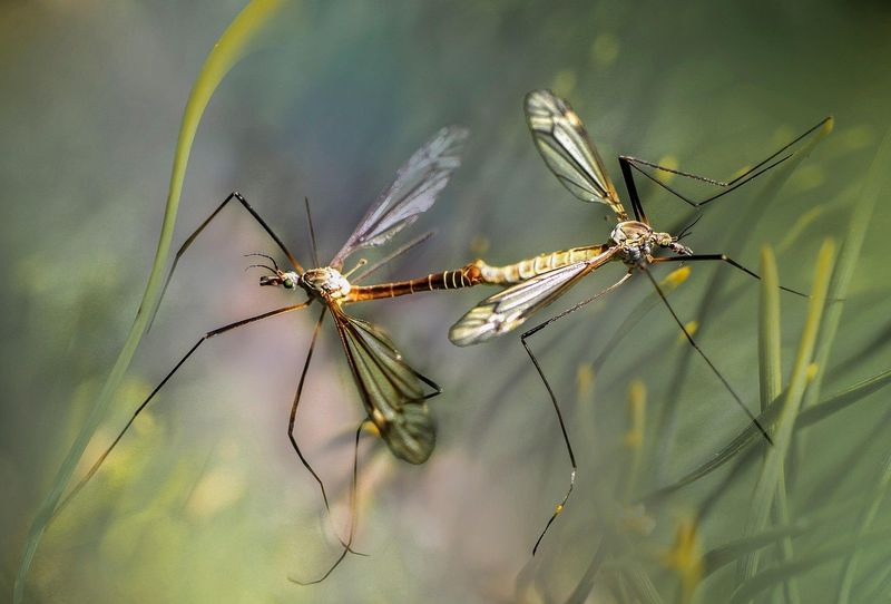 Mosquito Control