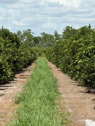 Citrus Consulting
