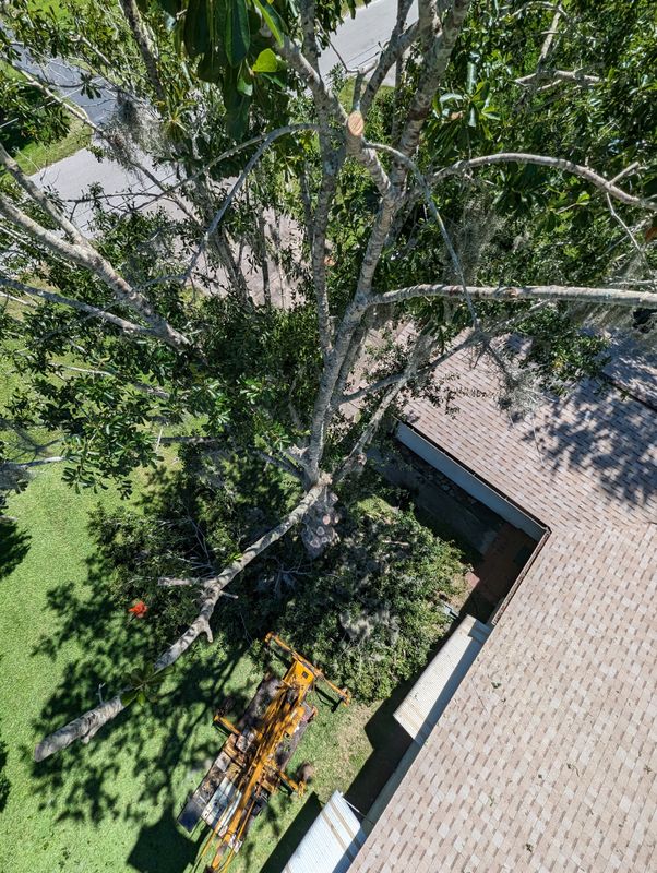 Tree Removal