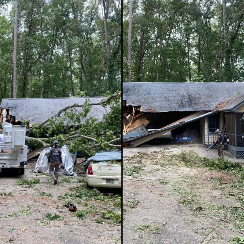 Small - Medium Tree Removal and Trimming