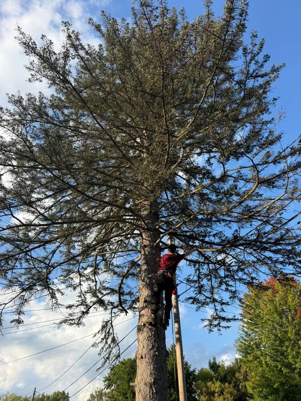 Tree Trimming
