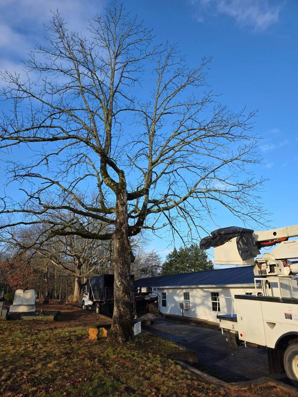 Tree Trimming & Removal
