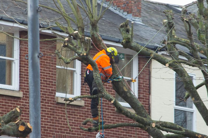 Tree Trimming & Removal