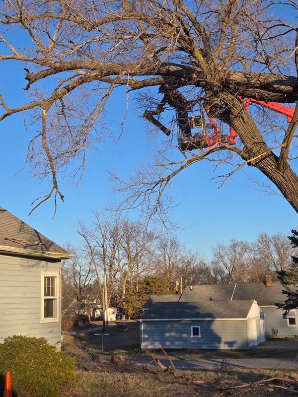 Tree Trimming