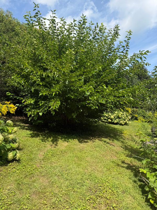 Tree Removal