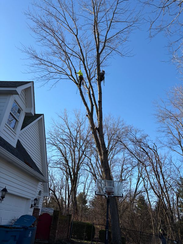 Tree Removal