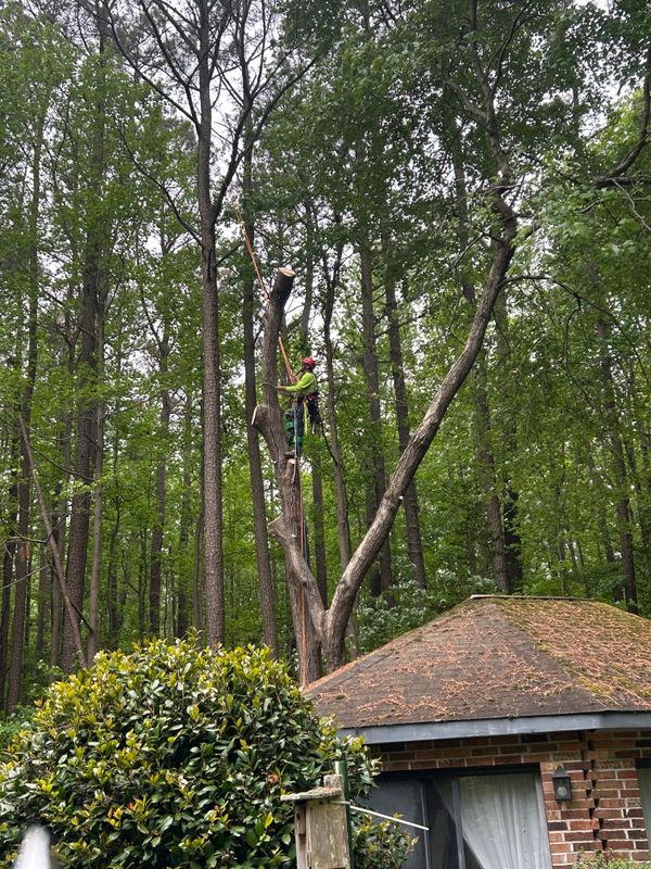 Tree Removal & Limbing 