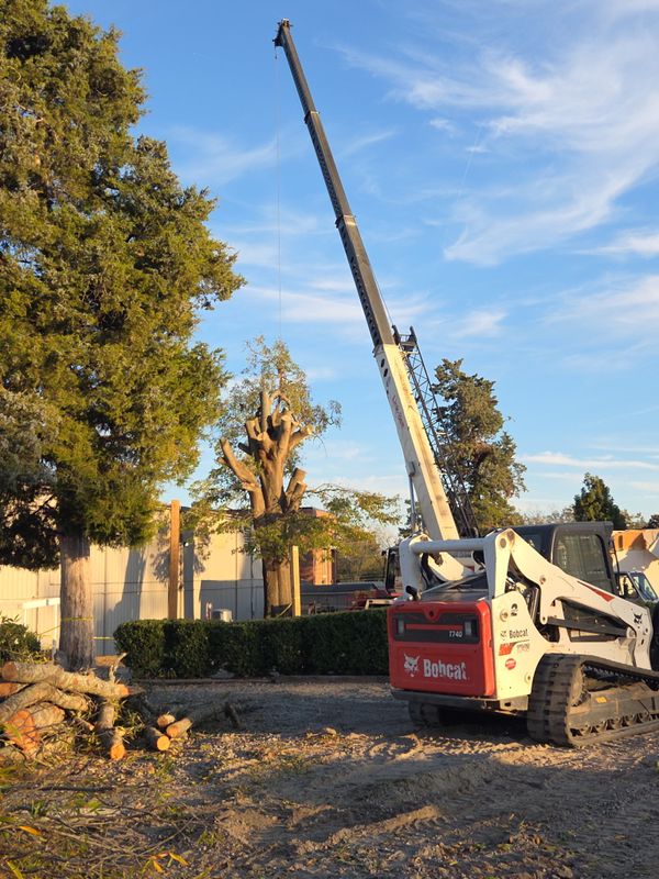 Tree Removal
