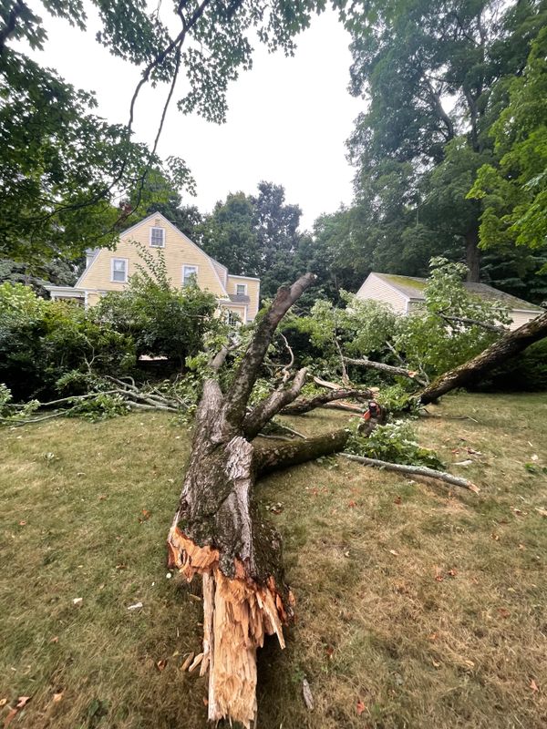 Tree removal / land clearing